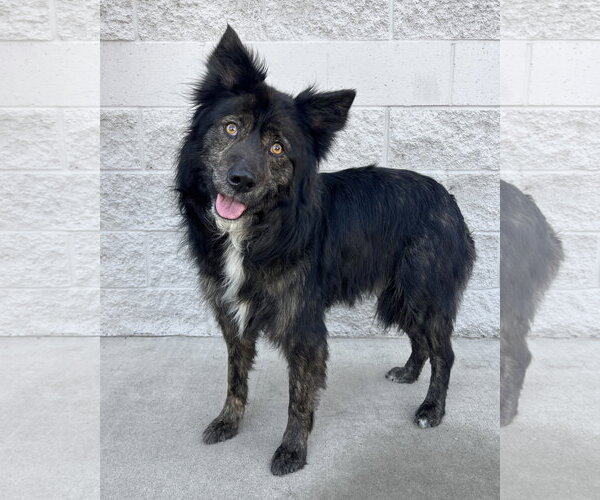 Medium Photo #2 Siberian Husky-Unknown Mix Puppy For Sale in Corona, CA, USA