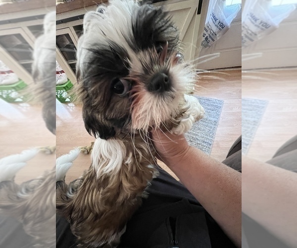 Medium Photo #3 Shih Tzu Puppy For Sale in ROSEVILLE, OH, USA