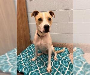 American Pit Bull Terrier-Unknown Mix Dogs for adoption in Brighton, CO, USA