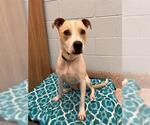 Small American Pit Bull Terrier Mix