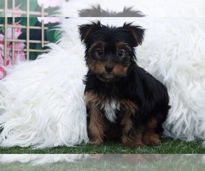 Yorkshire Terrier Puppy for sale in MARIETTA, GA, USA