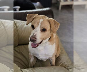 Labrador Retriever-Unknown Mix Dogs for adoption in Germantown, OH, USA