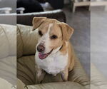 Small Labrador Retriever Mix