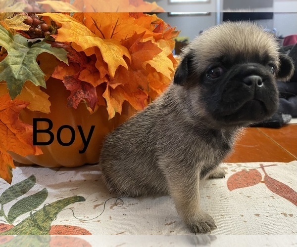 Full screen Photo #7 Pug Puppy For Sale in ELLENVILLE, NY, USA