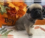 Small Photo #7 Pug Puppy For Sale in ELLENVILLE, NY, USA