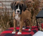 Small #8 Boxer