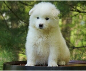 Samoyed Puppy for sale in FREDERICKSBURG, OH, USA