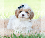 Small Photo #51 Maltipoo (Miniature) Puppy For Sale in WARSAW, IN, USA