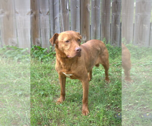 Medium Photo #2 American Staffordshire Terrier-Unknown Mix Puppy For Sale in Jackson, MS, USA