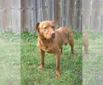 Small #1 American Staffordshire Terrier Mix