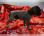 Small Photo #2 German Shorthaired Pointer Puppy For Sale in FRONT ROYAL, VA, USA