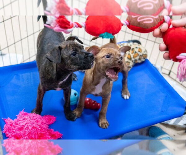 Medium Photo #6 Boston Terrier-Unknown Mix Puppy For Sale in Mundelein, IL, USA