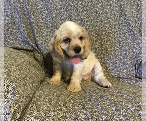 Cocker Spaniel Puppy for sale in CADDO, OK, USA