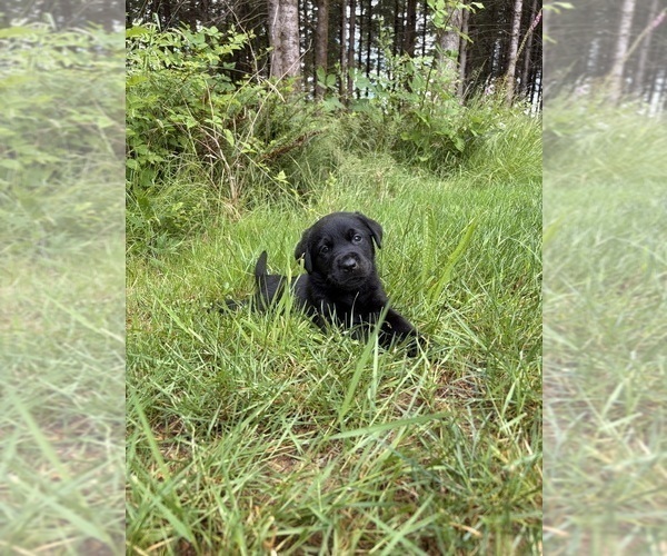 Medium Photo #4 Labrador Retriever Puppy For Sale in ONALASKA, WA, USA