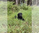 Small #3 Labrador Retriever