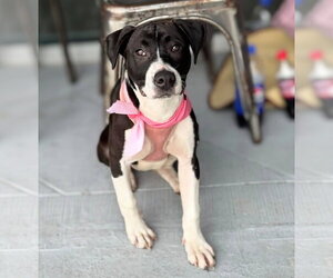 American Staffordshire Terrier-Unknown Mix Dogs for adoption in Holly Springs, NC, USA