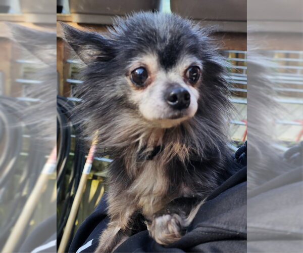 Medium Photo #2 Chihuahua Puppy For Sale in Olalla, WA, USA