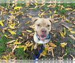 Small #1 American Pit Bull Terrier