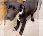 Small #1 Labrador Retriever