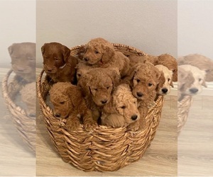 Goldendoodle Puppy for sale in ANTIOCH, CA, USA