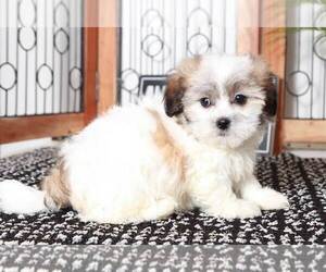 Zuchon Puppy for sale in NAPLES, FL, USA