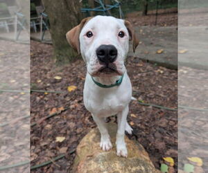 American Pit Bull Terrier-Unknown Mix Dogs for adoption in Cary, NC, USA