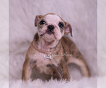 Small #6 Bulldog