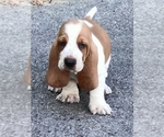 Small #9 Basset Hound