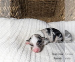 Small Photo #4 Australian Shepherd Puppy For Sale in UNIONVILLE, IA, USA