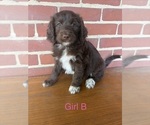 Puppy 2 Aussiedoodle