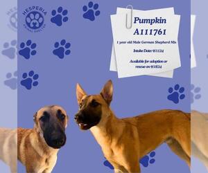 German Shepherd Dog Dogs for adoption in HESPERIA, CA, USA