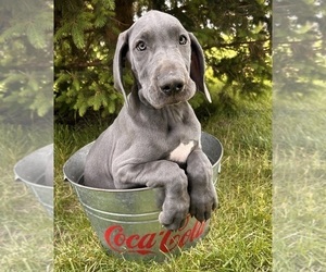 Great Dane Puppy for sale in MIDDLEBURY, IN, USA