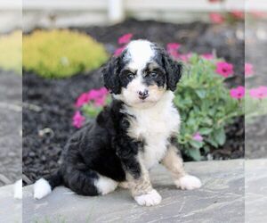 Bernedoodle (Miniature) Puppy for sale in GORDONVILLE, PA, USA