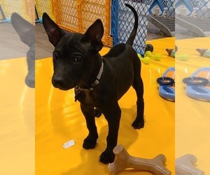 Phu Quoc (Vietnam Island) Ridgeback Puppy for sale in PALMDALE, CA, USA