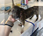 Small Photo #3 Plott Hound Puppy For Sale in Doylestown, PA, USA