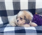 Small Photo #13 Shorkie Tzu Puppy For Sale in LAKELAND, FL, USA