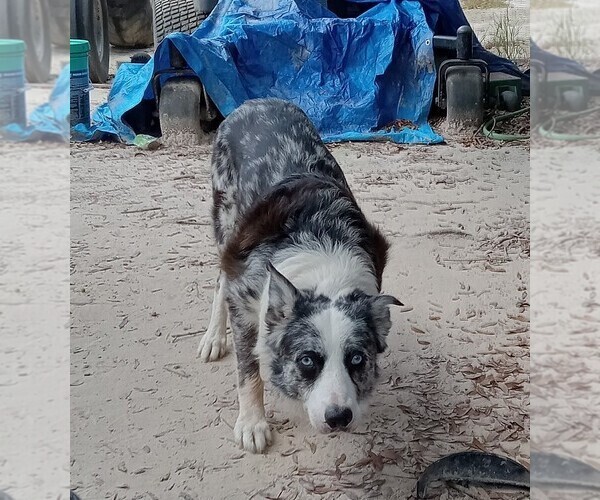 Medium Photo #1 Border Collie Puppy For Sale in LUCEDALE, MS, USA