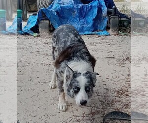 Father of the Border Collie puppies born on 07/13/2026