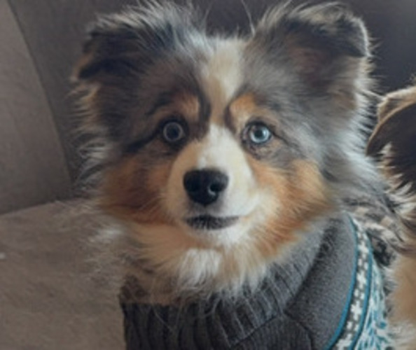 Medium Photo #1 Miniature Australian Shepherd Puppy For Sale in WARTRACE, TN, USA