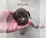 Small Photo #5 German Shorthaired Pointer Puppy For Sale in CORONA, CA, USA