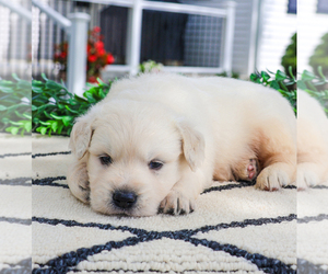 English Cream Golden Retriever Puppy for sale in SYRACUSE, IN, USA