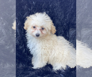 Poochon Puppy for sale in ROANOKE, IL, USA