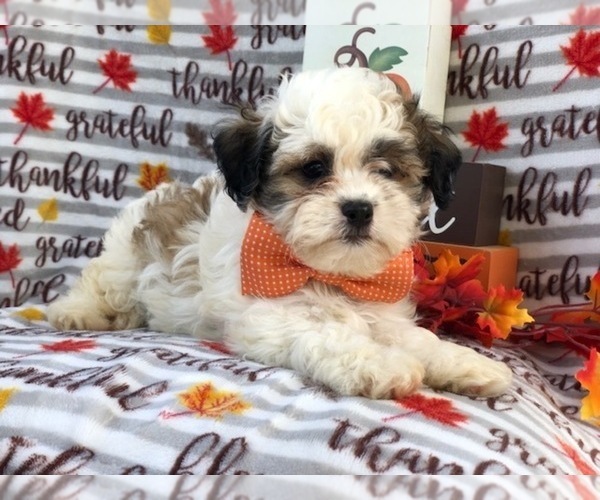 Medium Photo #14 Zuchon Puppy For Sale in LAKELAND, FL, USA