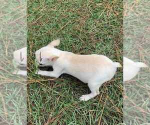 Boston Terrier Puppy for sale in PINK HILL, NC, USA