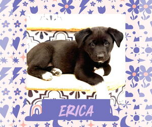 Erica - Female Scottish Collisky Dog for Adoption - Photo #8