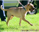 Small #3 Boxer Mix