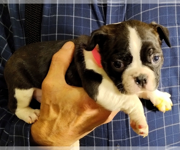 Medium Photo #2 Boston Terrier Puppy For Sale in LOUISVILLE, KY, USA