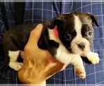 Small #1 Boston Terrier