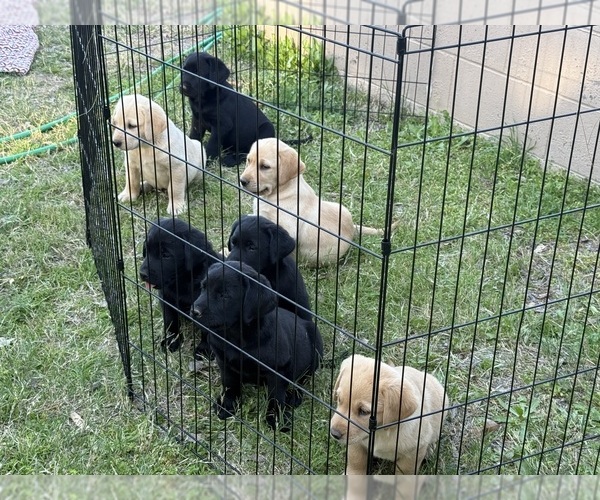 Medium Photo #6 Labrador Retriever Puppy For Sale in WADDELL, AZ, USA