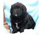 Small Photo #5 Miniature Bernedoodle Puppy For Sale in GORDONVILLE, PA, USA
